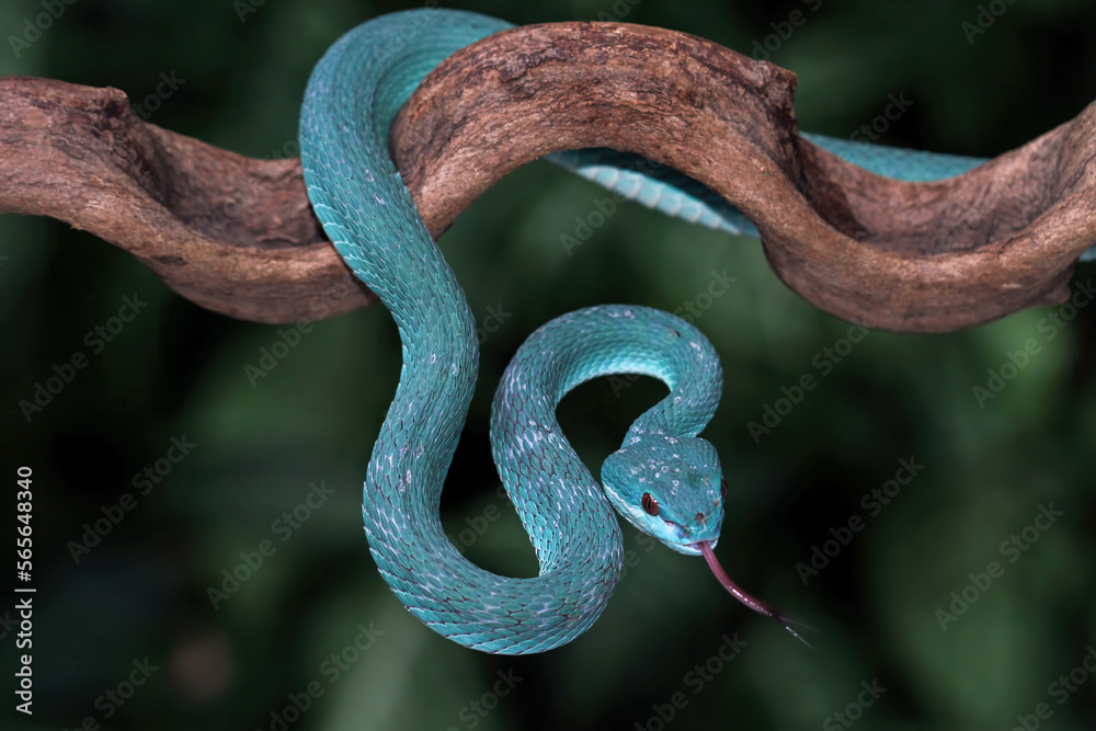 Obraz premium Blue viper snake closeup on branch, blue insularis venomous snake, Trimeresurus Insularis