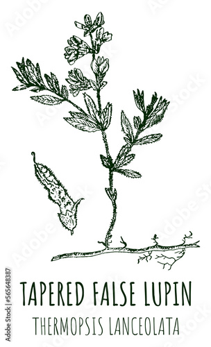 Drawings of TAPERED FALSE LUPIN . Hand drawn illustration. Latin name THERMOPSIS LANCEOLATA. photo