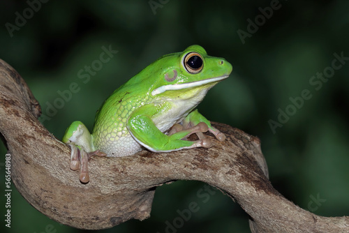 White lipped tree frog on branch, green tree frog front view, animals closeup