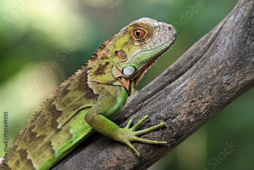 closeup of baby red green iguana, red green iguana head and spikes, animals closeup
