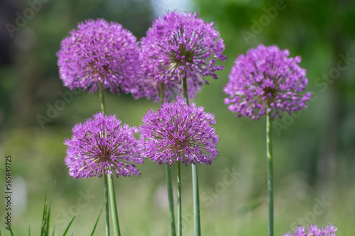 Allium hollandicum persian onion dutch garlic purple sensation flowering plant, ornamental flowers in bloom