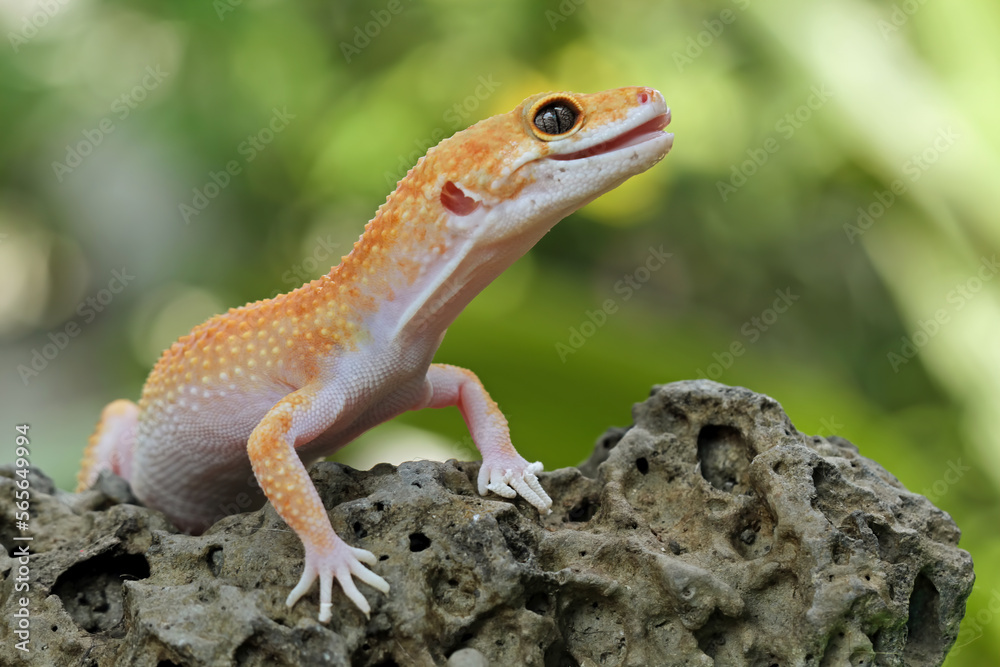 Naklejka premium close-up of leopard gecko lizard , eublepharis macularius