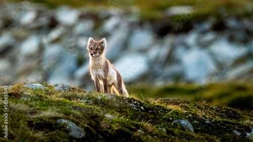 Arctic fox (gulpes lagopus) with negative space summer coat