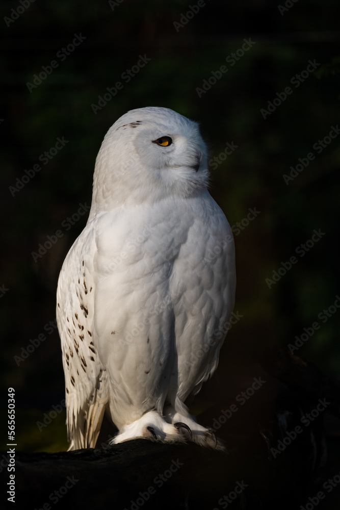 Snowy Owl - Bubo scandiacus, beautiful white owl from Scandinavian forests and woodlands, Norway.