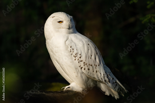 Snowy Owl - Bubo scandiacus, beautiful white owl from Scandinavian forests and woodlands, Norway.