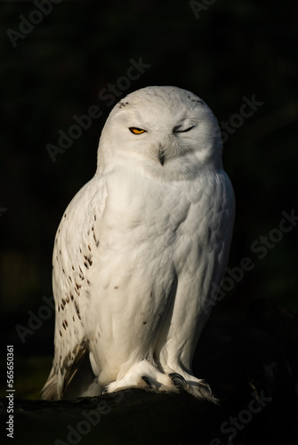 Snowy Owl - Bubo scandiacus, beautiful white owl from Scandinavian forests and woodlands, Norway.
