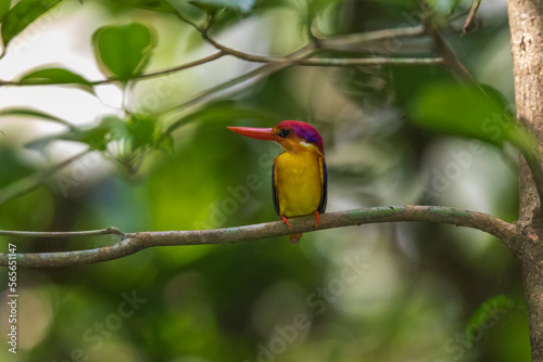 Oriental dwarf kingfisher (Ceyx erithaca) or Three-toed kingfisher at Thattekkad Bird Sanctuary, Kerala, India. photo