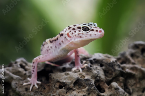 close-up of leopard gecko lizard , eublepharis macularius