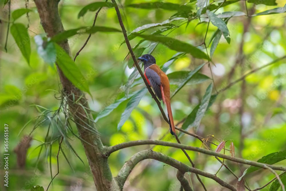 Malabar trogon (Harpactes fasciatus) at Thattekkad Bird Sanctuary, Kerala, India. Malabar trogon (Harpactes fasciatus) at Thattekkad Bird Sanctuary, Kerala, India.
