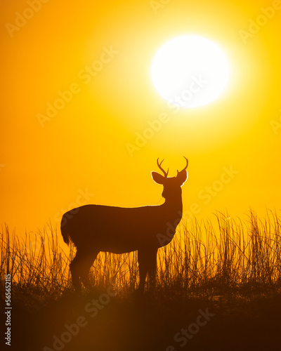 Silhouette of a young buck (white tail deer) standing in tall grass with the sun setting in the background