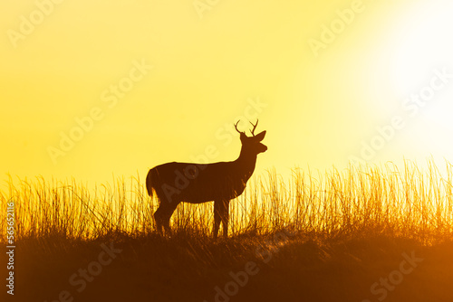Silhouette of a young buck  white tail deer  standing in tall grass with the sun setting in the background