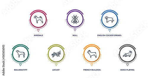 dog and training outline icons with infographic template. thin line icons such as airedale, null, english cocker spaniel, bullmastiff, locust, french bulldog, dogs playing vector.