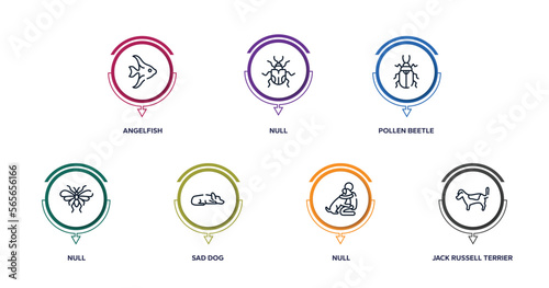 dog breeds fullbody outline icons with infographic template. thin line icons such as angelfish, null, pollen beetle, null, sad dog, null, jack russell terrier vector. photo