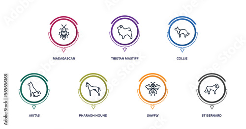 dog breeds fullbody outline icons with infographic template. thin line icons such as madagascan, tibetan mastiff, collie, akitas, pharaoh hound, sawfly, st bernard vector.