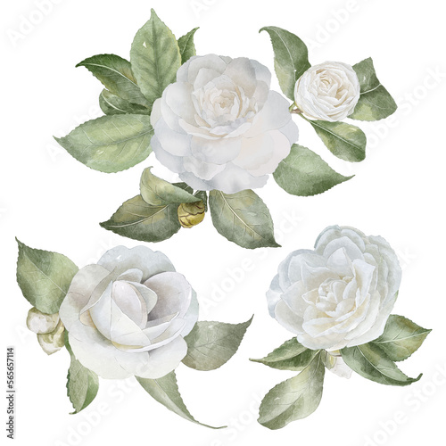Camellia flowers compositions in watercolor style on a transparent background. Hand-drawn watercolor floral illustration for your design.
 
 
