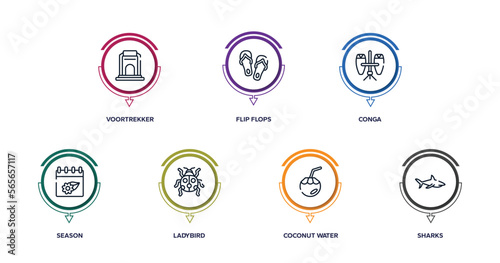 animals outline icons with infographic template. thin line icons such as voortrekker, flip flops, conga, season, ladybird, coconut water, sharks vector.