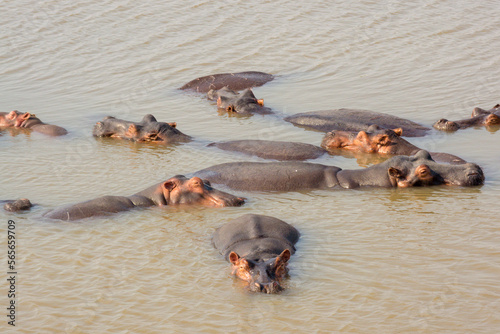 Hippos in the river