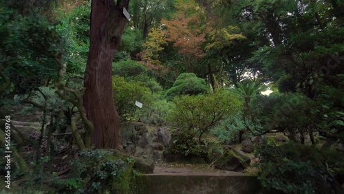 Tropical plant and trees scenery in a botanical garden