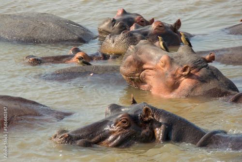 Hippos in the river