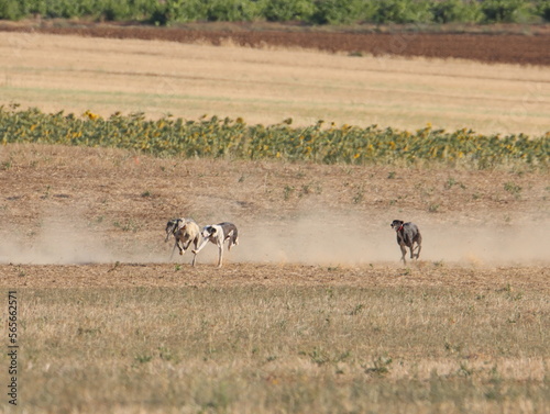 Fototapeta Naklejka Na Ścianę i Meble -  greyhound race fast dog domestic animal field hare hunting