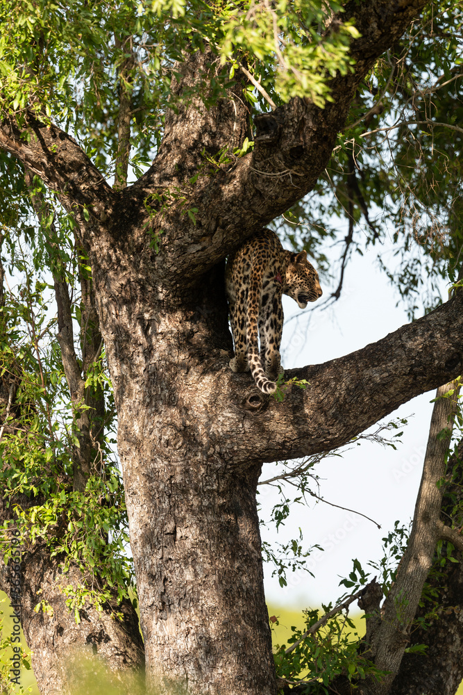 Léopard, Panthère, Panthera pardus, Afrique du Sud