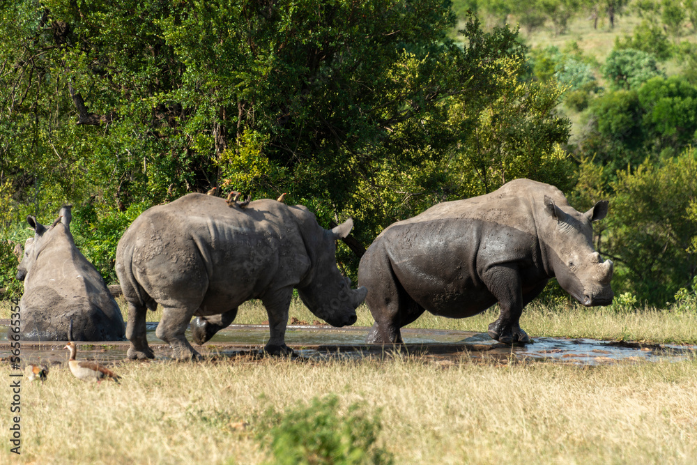 Obraz premium Rhinocéros blanc, corne coupée, white rhino, Ceratotherium simum, Parc national Kruger, Afrique du Sud