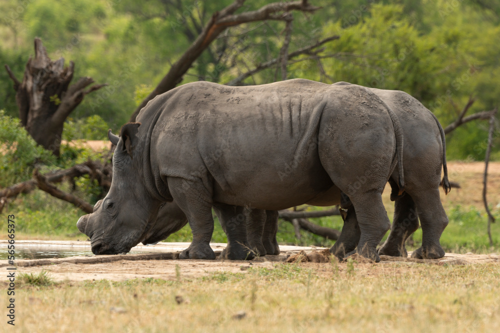 Rhinocéros blanc, corne coupée, white rhino, Ceratotherium simum, Parc national Kruger, Afrique du Sud Rhinocéros blanc, corne coupée, white rhino, Ceratotherium simum, Parc national Kruger, Afrique du Sud