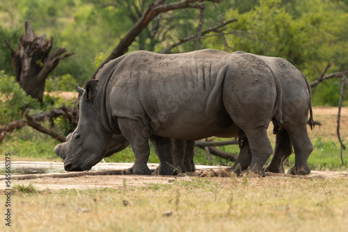 Rhinoc  ros blanc  corne coup  e  white rhino  Ceratotherium simum  Parc national Kruger  Afrique du Sud