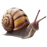 animal05 snail nautilus ammonite gastropod winkle mollusk transparent background cutout