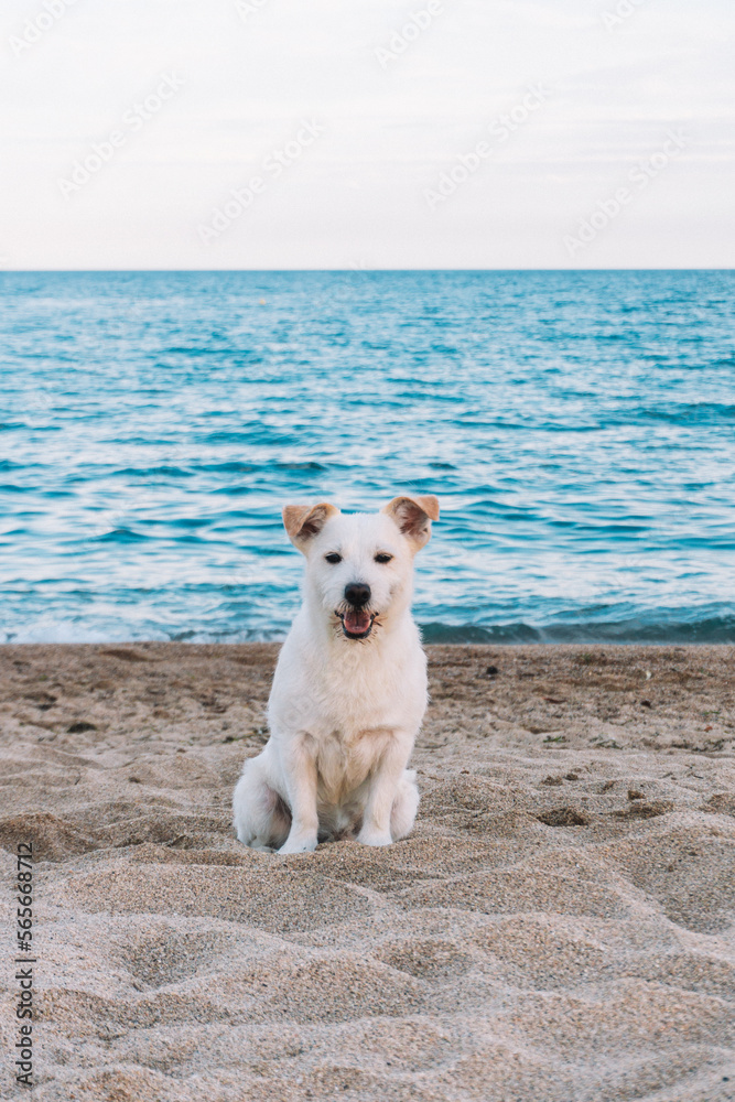 White Dog looking at the camera sitting on the beach. White Dog looking at the camera sitting on the beach.