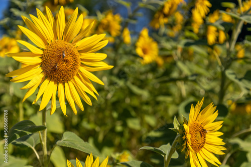 Fototapeta Naklejka Na Ścianę i Meble -  Ein Feld voller Sonnenblumen