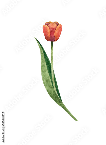 Watercolor hand painted red Tulip flower with a stem and a leaf. Spring botanical illustration. Isolated on white background.