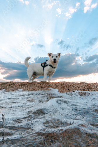 Fototapeta Naklejka Na Ścianę i Meble -  White dog walking on the beach.