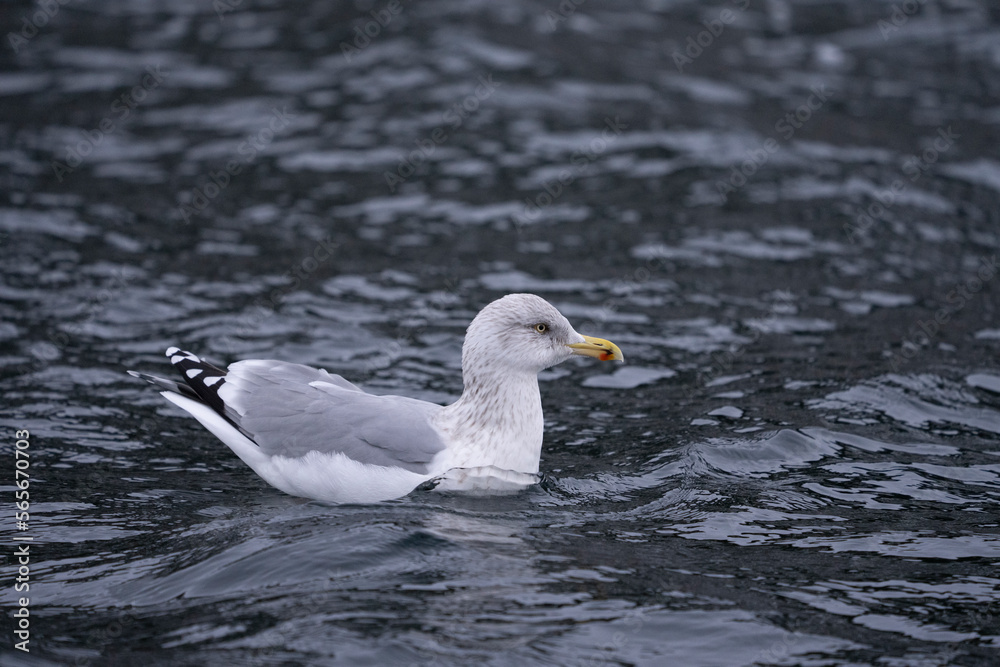 European herring gull (Larus argentatus)