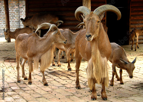 Barbary sheep (Ammotragus lervia) portrait photo