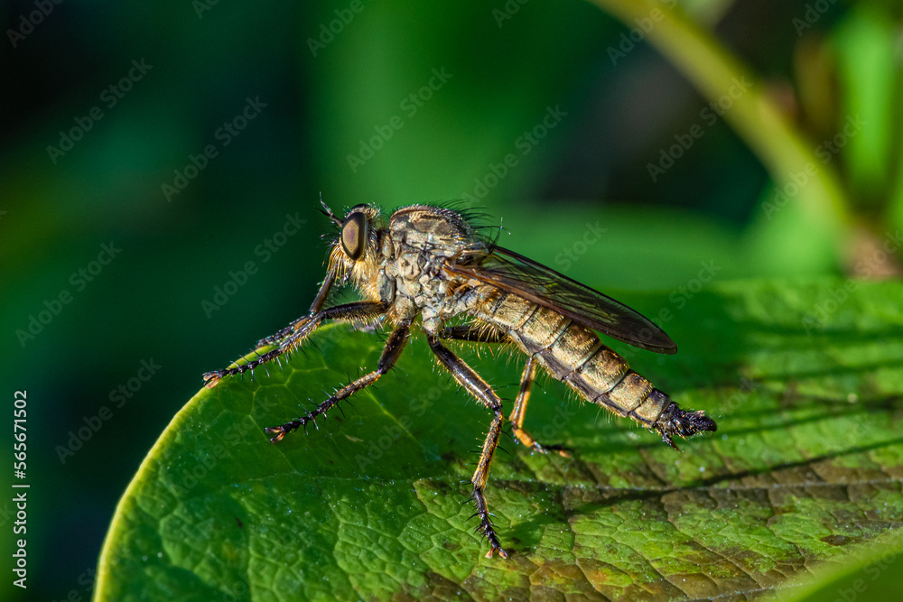 duży owad łowik szerszeniak (Asilus crabroniformis) polujący na pszczoły duży owad łowik szerszeniak (Asilus crabroniformis) polujący na pszczoły