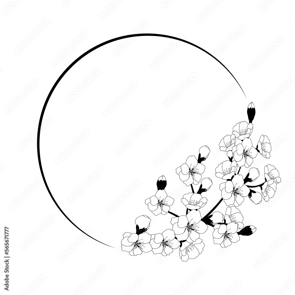 Sketch Floral Botany Collection. Cherry blossom Sakura flower drawings. Black and white with line art on white backgrounds. Hand Drawn Botanical Illustrations. Vector