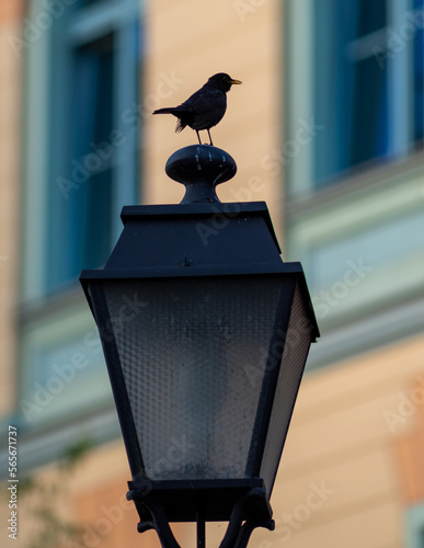 ptak siedzący na latarni miejskiej na ulicy