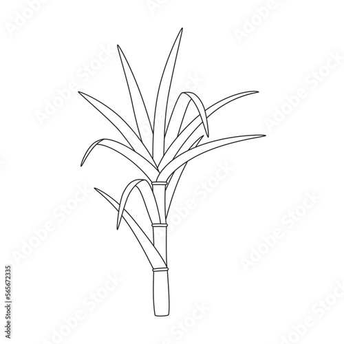 Stem sugar cane vector icon.Outline vector icon isolated on white background stem sugar cane.