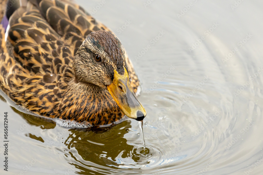 Fototapeta premium Enten beobachten
