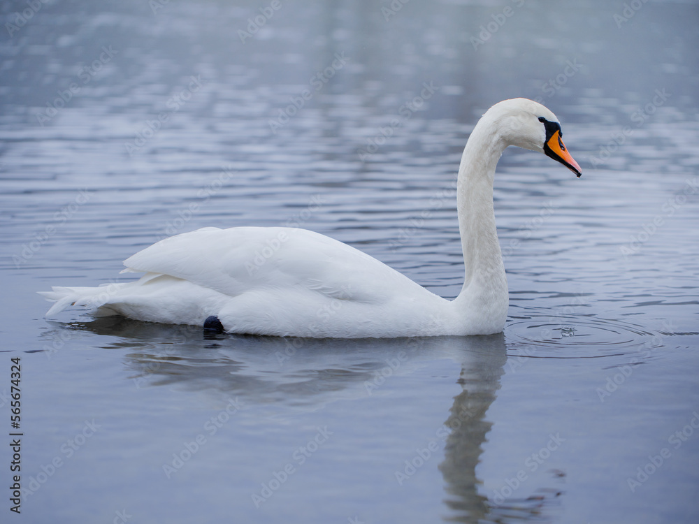 Closeup portrait of beautiful white swans on the river on cold winter morning. Symbol of purity and fidelity. Lovely bird Closeup portrait of beautiful white swans on the river on cold winter morning. Symbol of purity and fidelity. Lovely bird