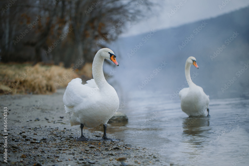 Closeup portrait of beautiful white swans on the river on cold winter morning. Symbol of purity and fidelity. Lovely bird Closeup portrait of beautiful white swans on the river on cold winter morning. Symbol of purity and fidelity. Lovely bird