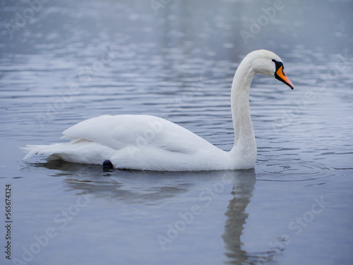 Fototapeta Naklejka Na Ścianę i Meble -  Closeup portrait of beautiful white swans on the river on cold winter morning. Symbol of purity and fidelity. Lovely bird