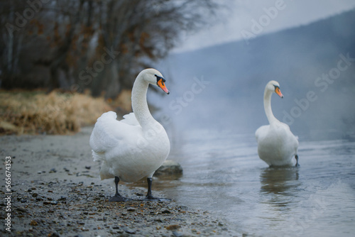 Closeup portrait of beautiful white swans on the river on cold winter morning. Symbol of purity and fidelity. Lovely bird © sunlike
