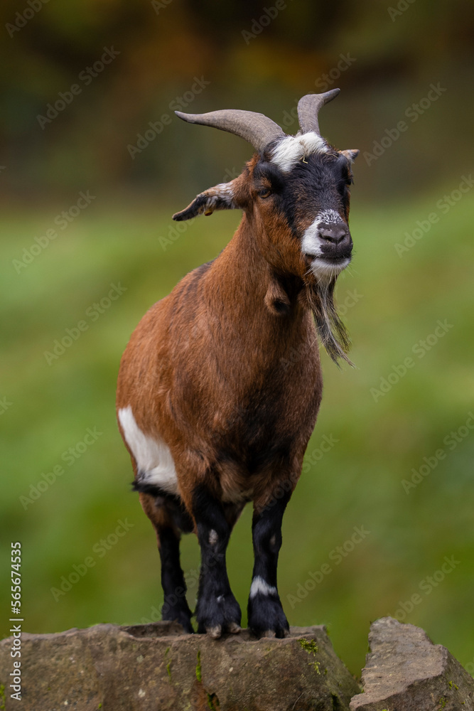 A brown domestic goat stands on a stone. Close-up. Chip in ear. High quality photo A brown domestic goat stands on a stone. Close-up. Chip in ear. High quality photo