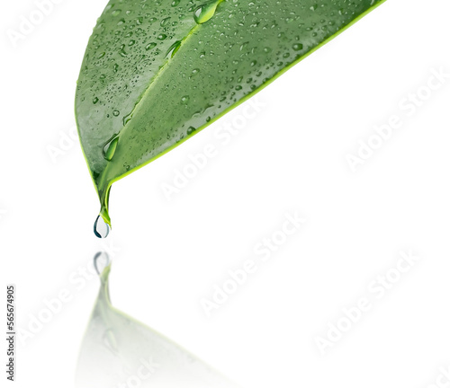 A green leaf of a plant with drops of water. A drop of water drips from the tip of the leaf. Isolated. Close-up A drop in the reflection. Macro-nature. Copy space