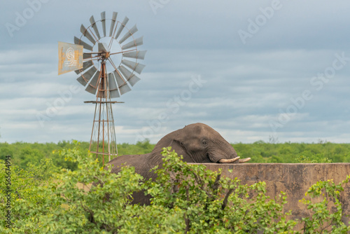 Africa elephant - Loxodonta drinking water from the waterhole with windmill in background. Photo from Kruger National Park in South Africa.