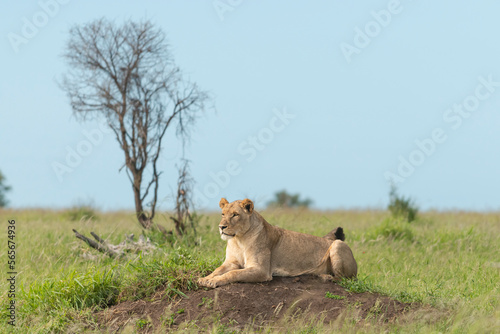 Lying lioness - Panthera leo, female with green vegetation and blue sky in background. Photo from Kruger National Park in South Africa