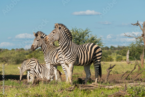 Plains zebras - Equus quagga - standing on savannah with green background. Photo from Kruger National Park in South Africa.