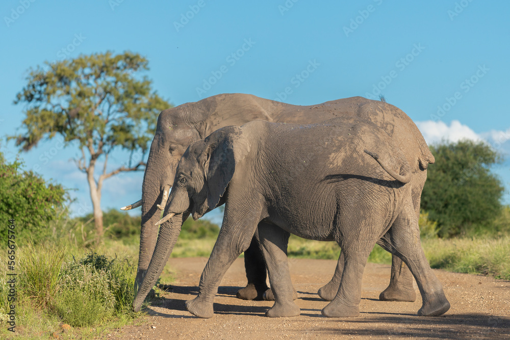 Obraz premium African bush elephants - Loxodonta africana also known as the African savanna elephant crossing the road with green background at Kruger National Park in South Africa.